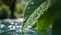 Representative water droplets on a leaf
